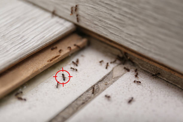 Best Pest Control Near Me in Shannon Hills, AR