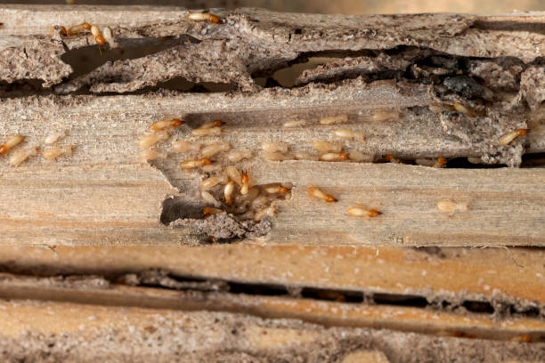 Best Pest Removal Services  in Shannon Hills, AR
