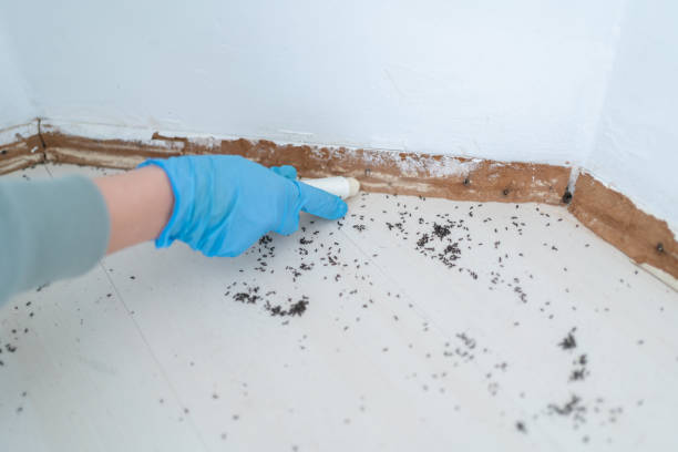 Best Ant Control Services  in Shannon Hills, AR